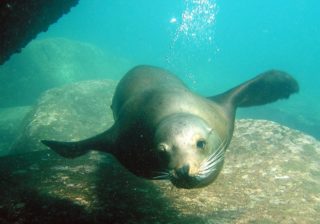 La Subsecretaría de Pesca y Acuicultura y la de Hidrocarburos crearon un grupo de trabajo para elevar los controles de sustentabilidad ambiental marítima