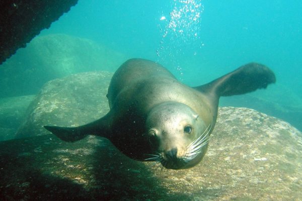 La Subsecretaría de Pesca y Acuicultura y la de Hidrocarburos crearon un grupo de trabajo para elevar los controles de sustentabilidad ambiental marítima