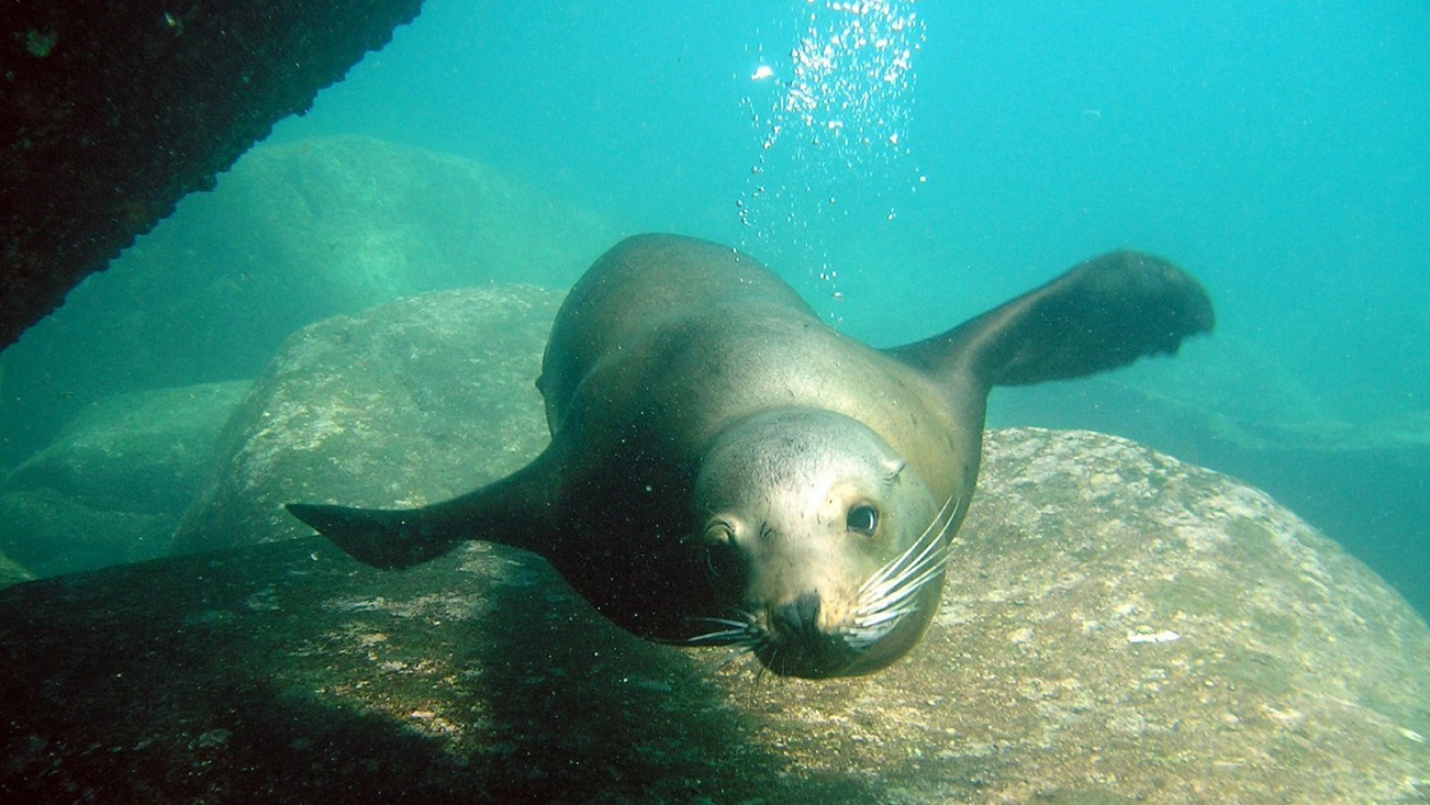 La Subsecretaría de Pesca y Acuicultura y la de Hidrocarburos crearon un grupo de trabajo para elevar los controles de sustentabilidad ambiental marítima